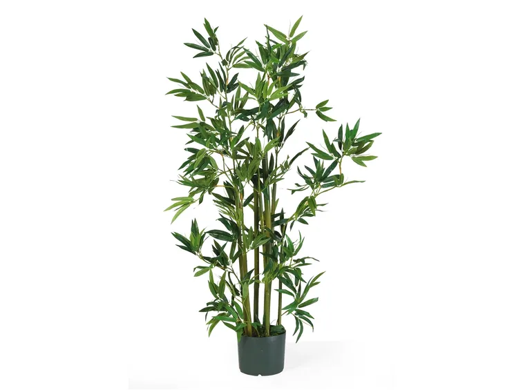 bambù