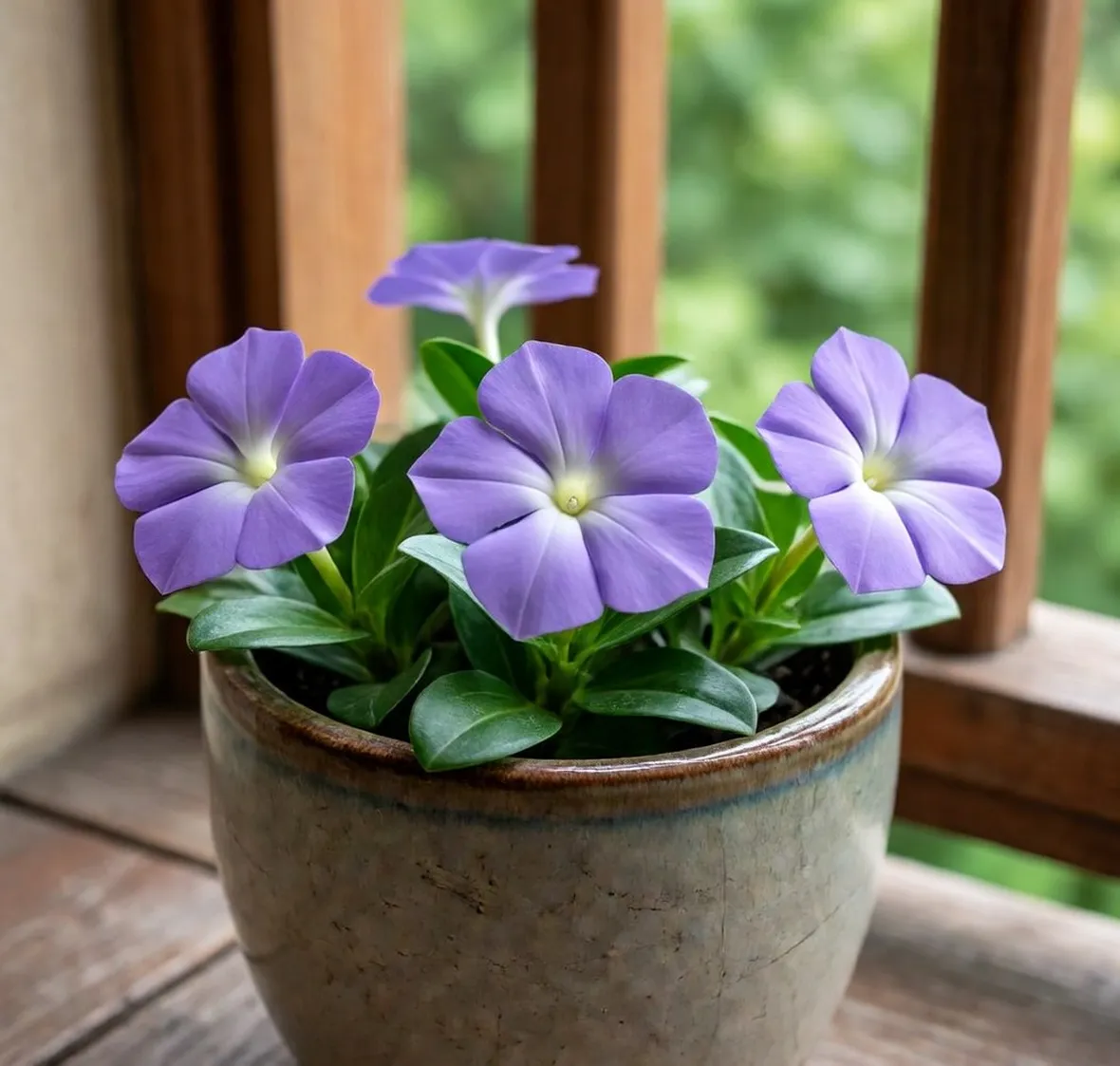 pervinca