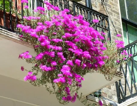 piante da balcone