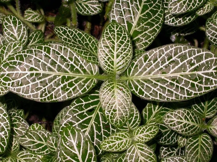 fittonia