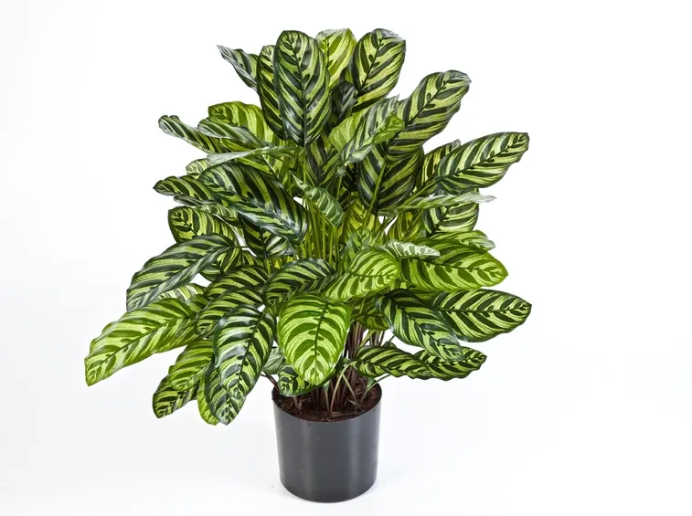 piante ornamentali finte
