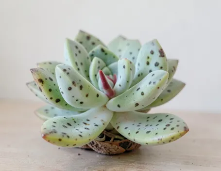 adromischus