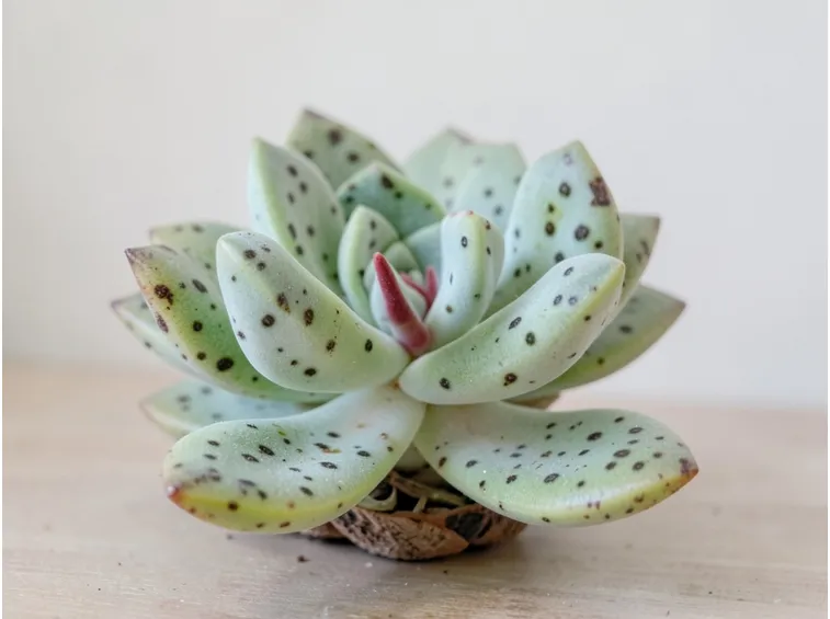 adromischus