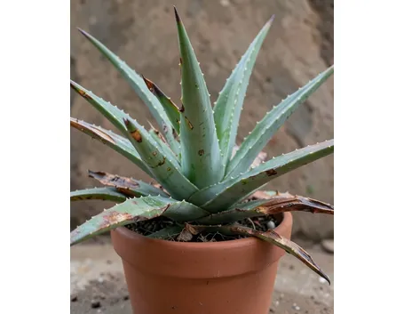 Aloe vera