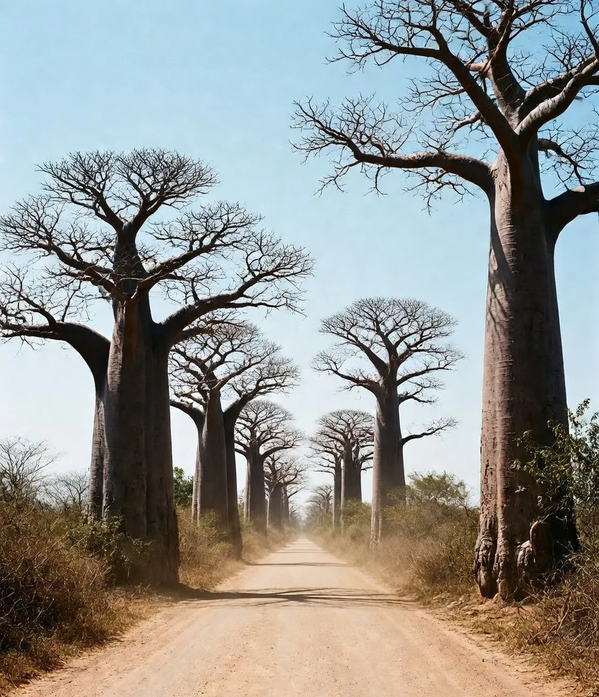 Baobab