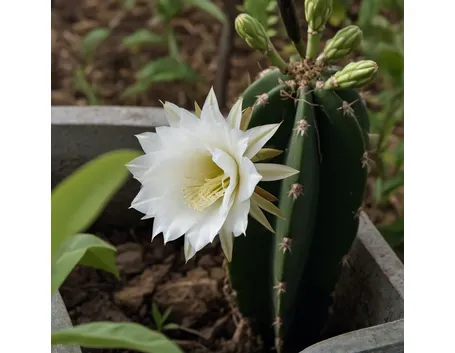 Cereus