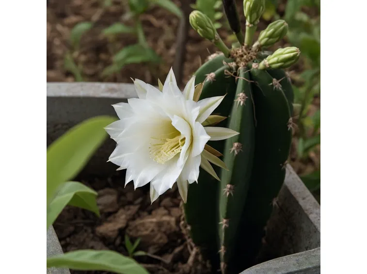 Cereus