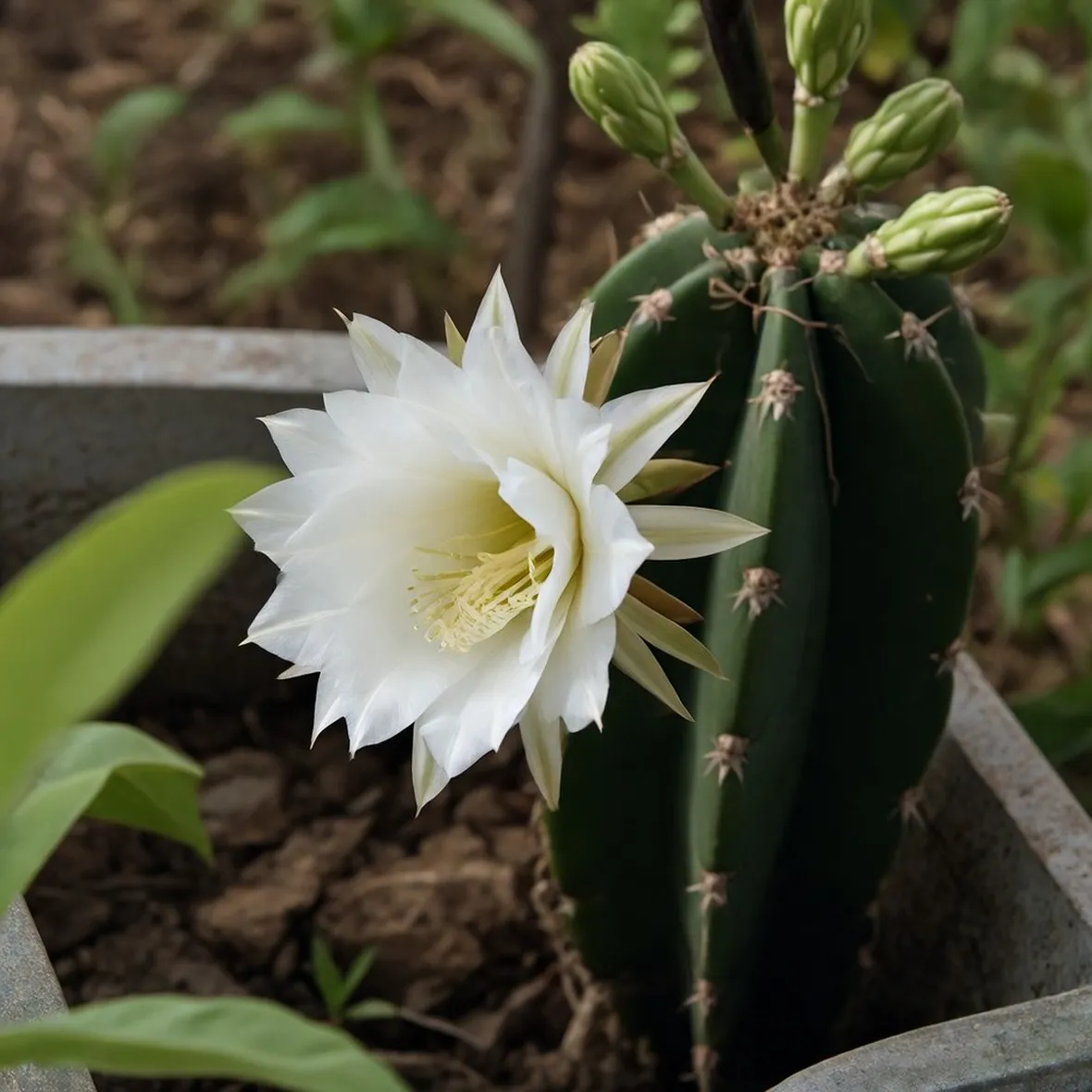Cereus