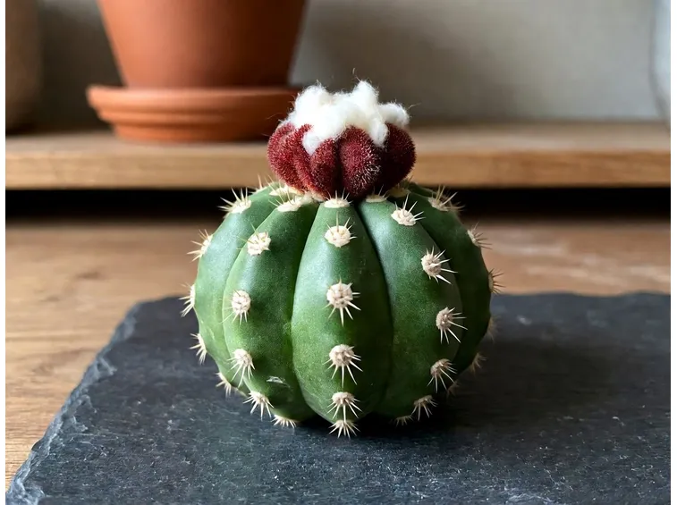 Melocactus