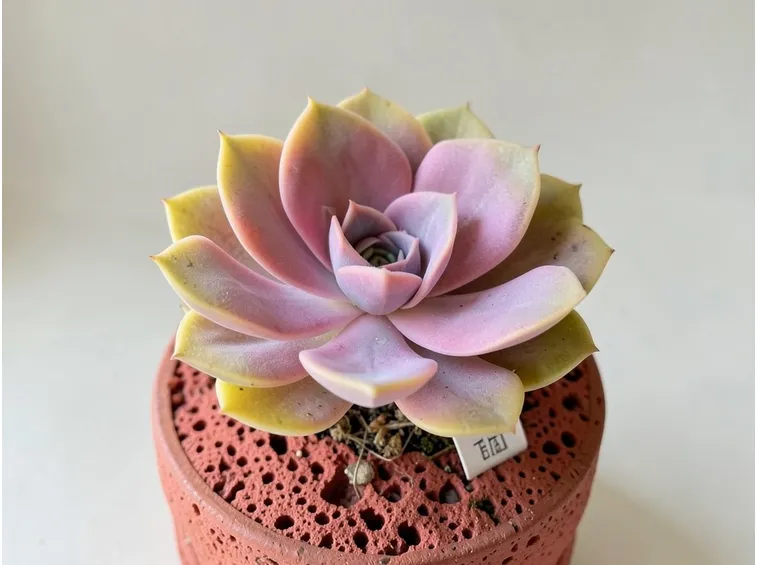 Astrophytum