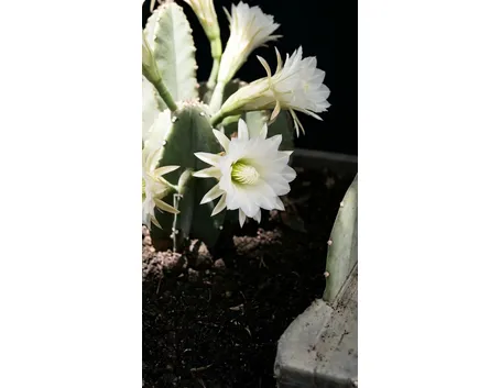 Cereus