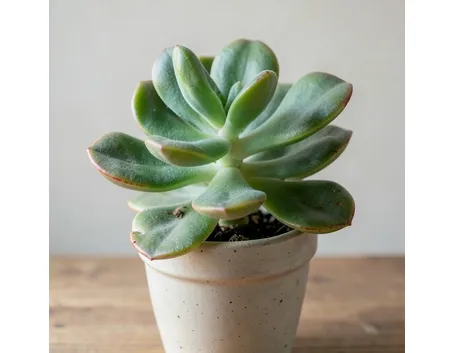 crassula
