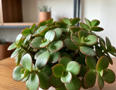 crassula
