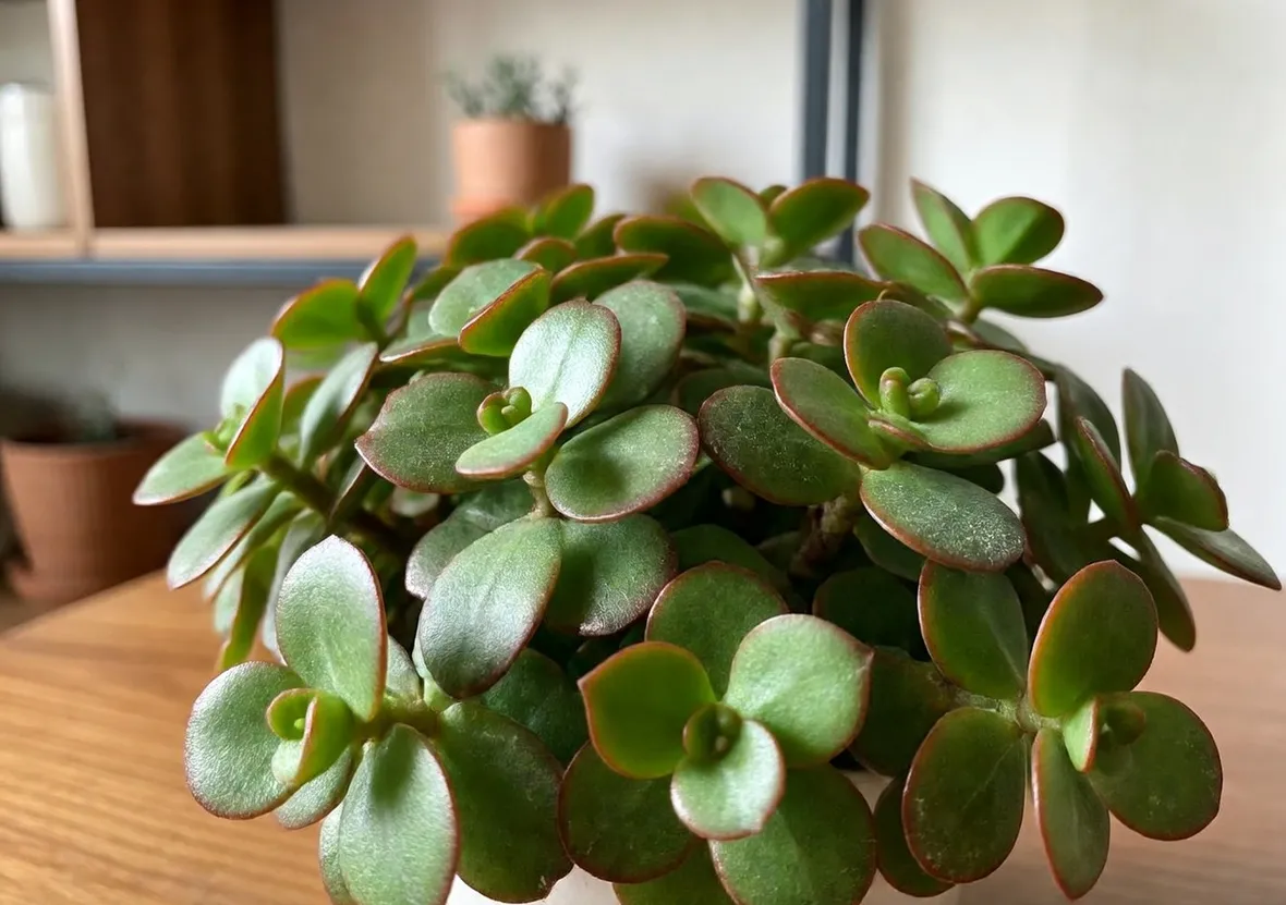 crassula