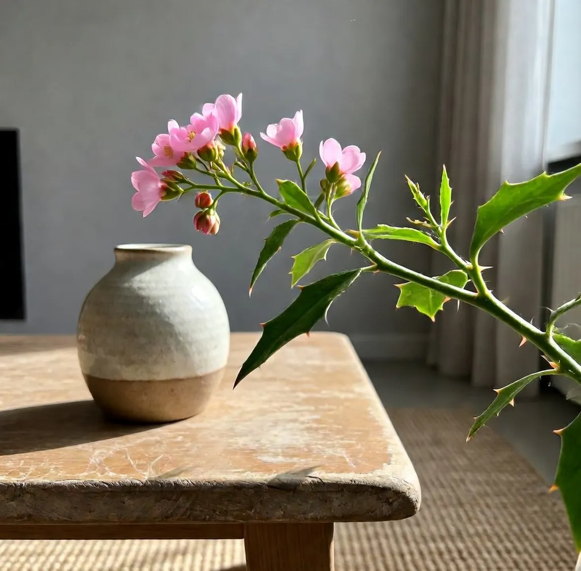 Euforbia milii rosa