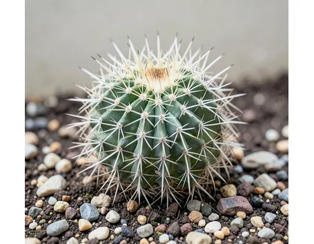 Echinopsis