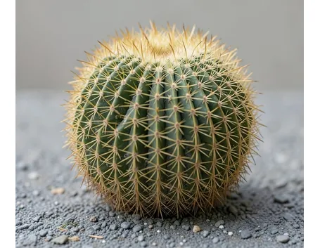 Un grusone sano