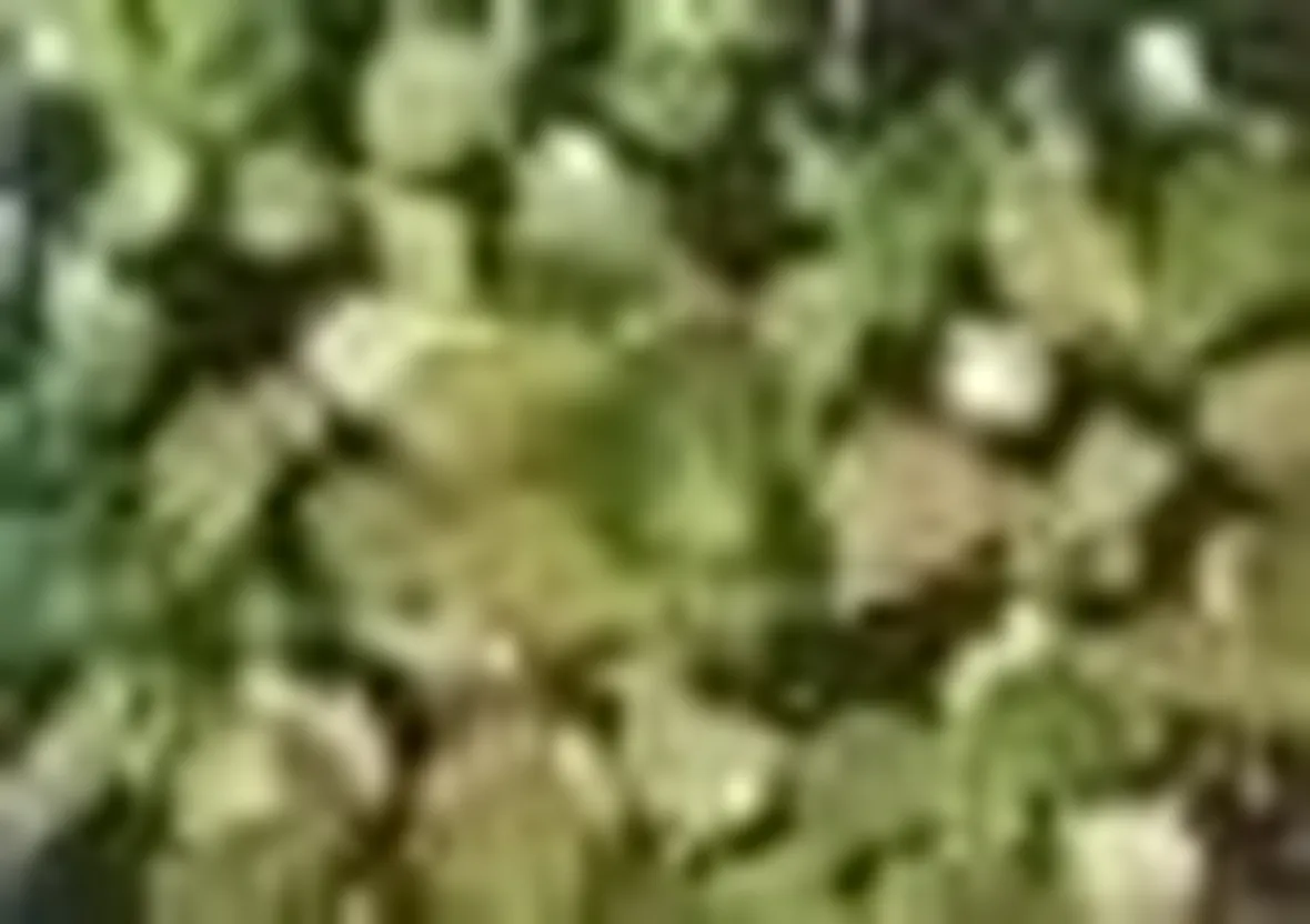 Crassula