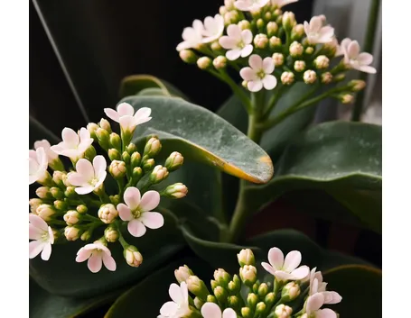 Kalanchoe