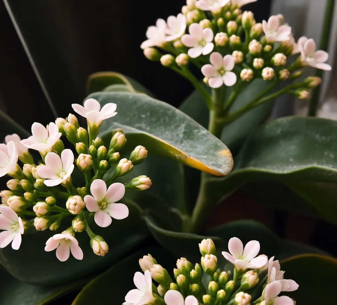 Kalanchoe