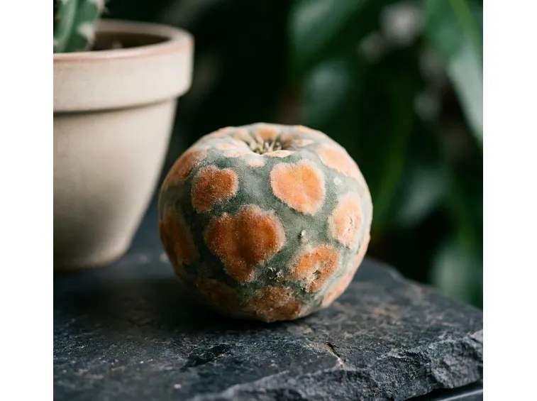 Lophophora