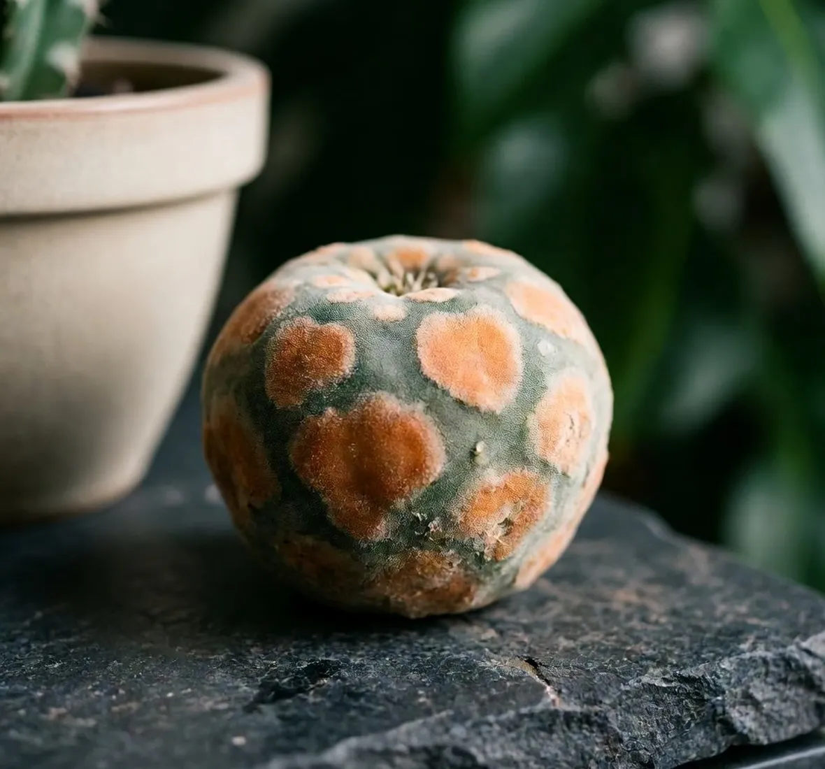 Lophophora