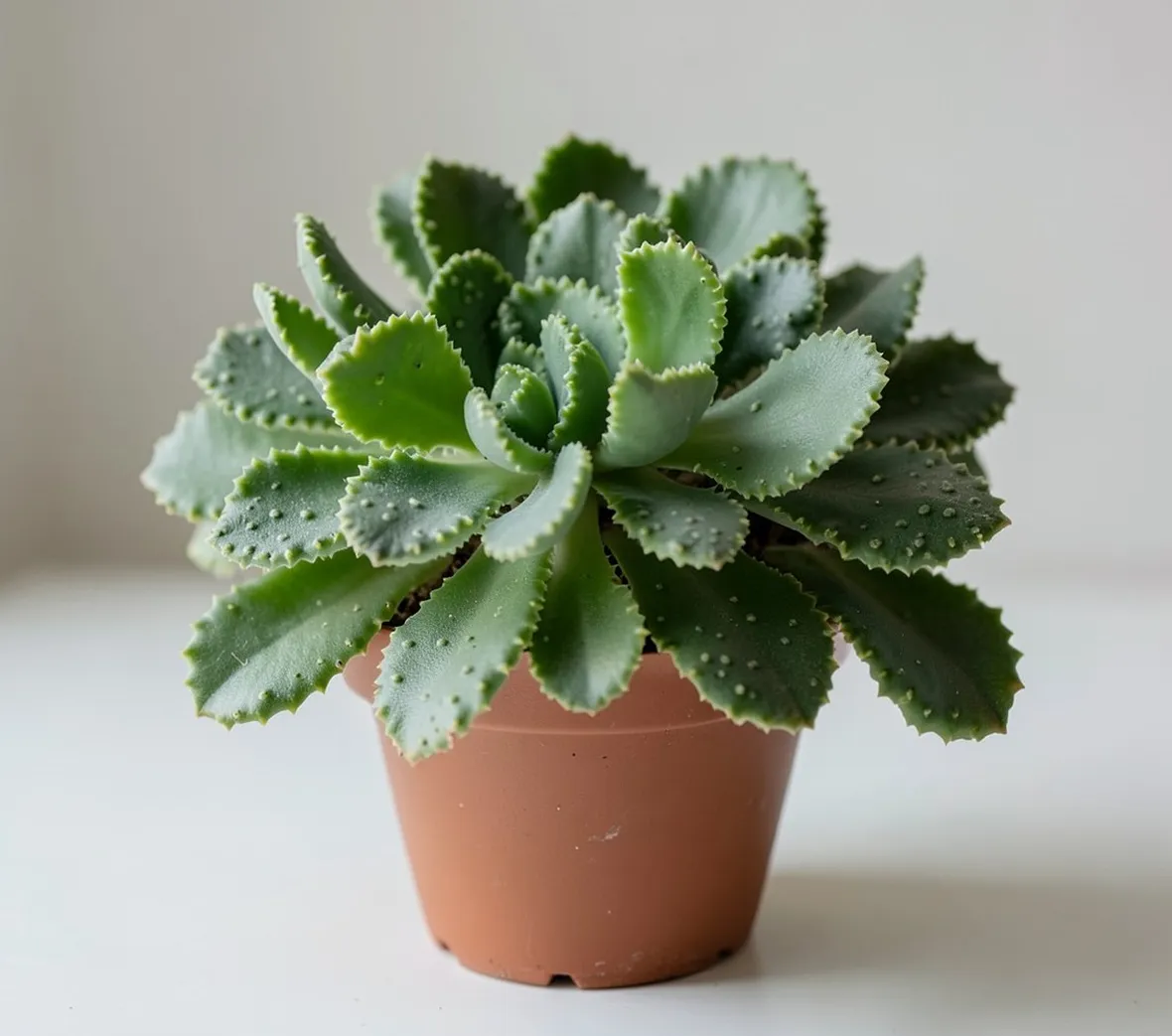 Kalanchoe