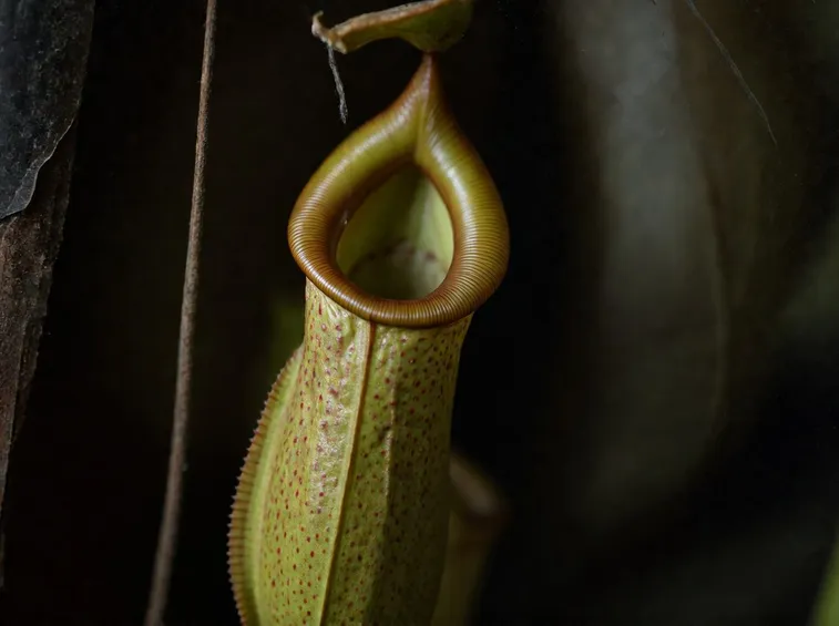nepenthes
