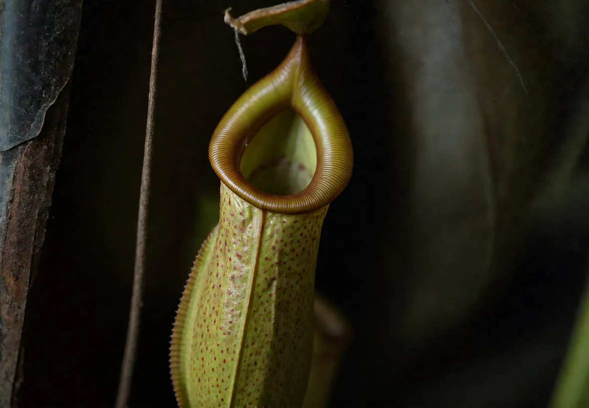 nepenthes