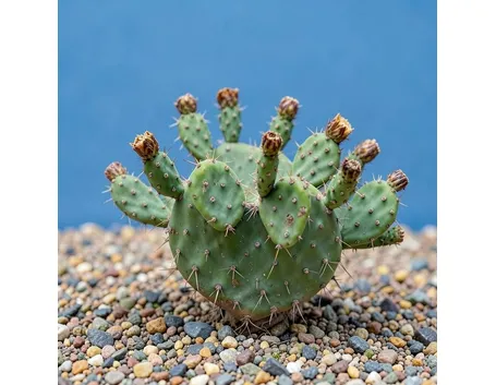 opuntia