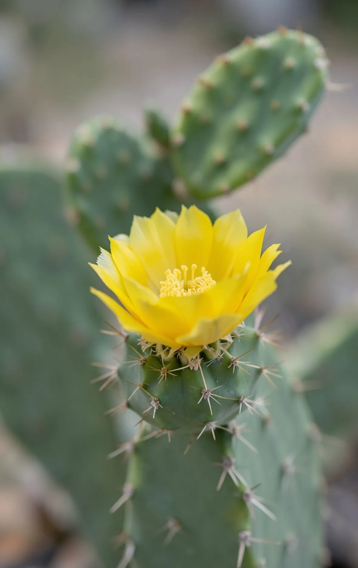 opuntia