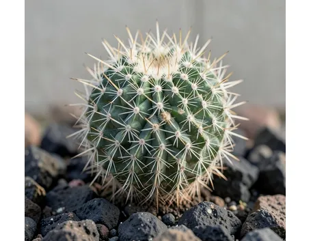 Echinopsis
