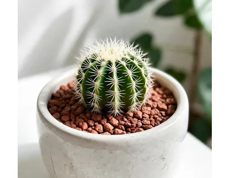Echinopsis
