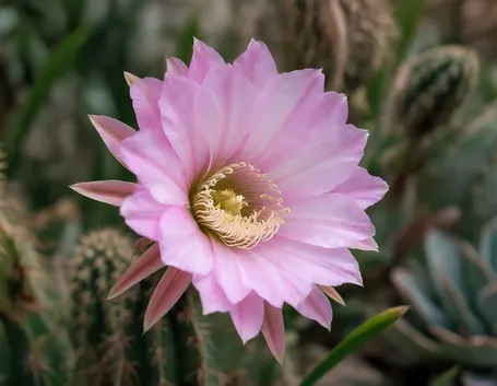 Echinopsis