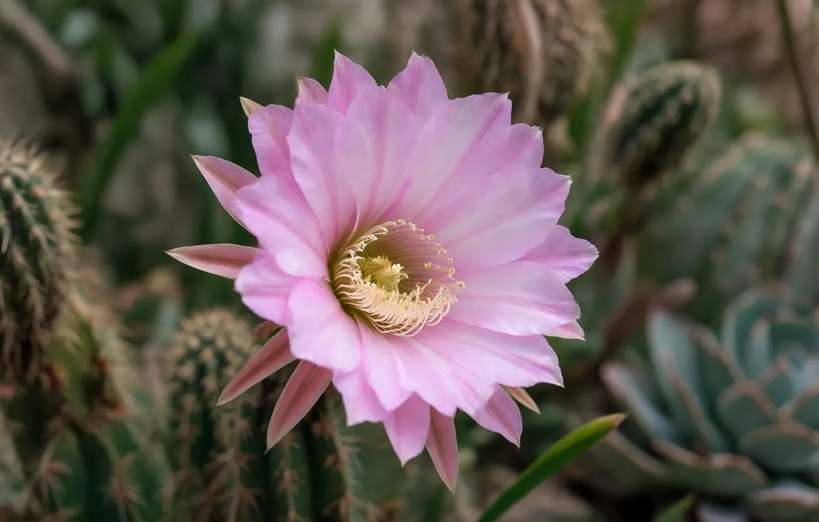 Echinopsis