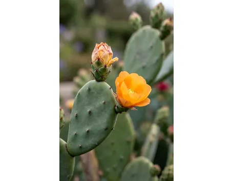 Opuntia