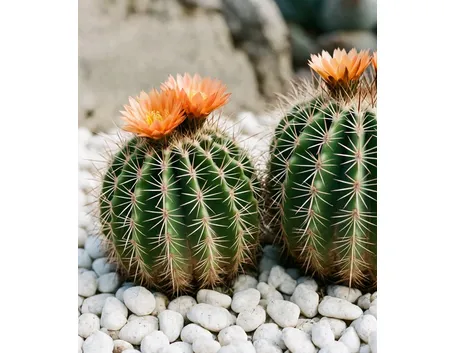 Ferocactus
