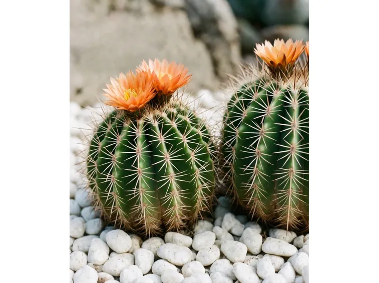 Ferocactus