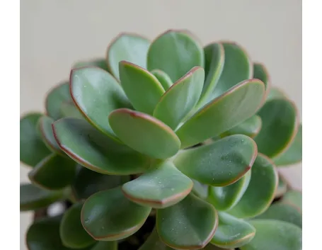 Crassula
