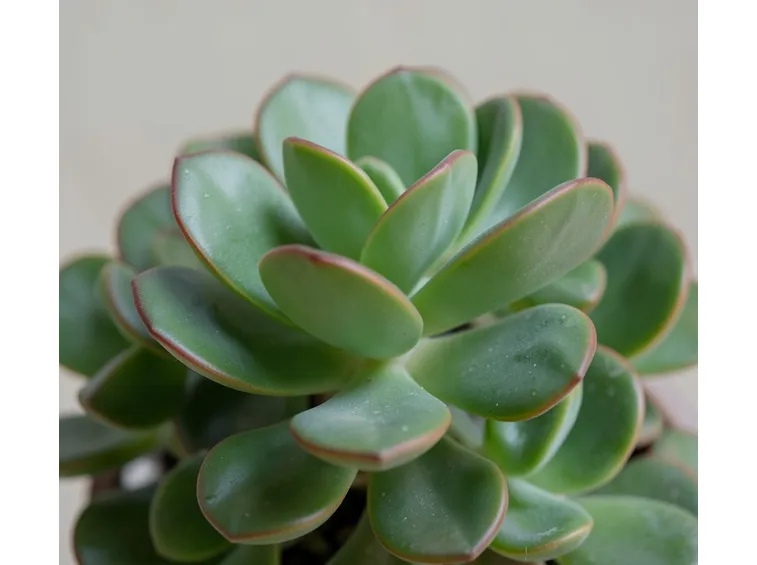 Crassula