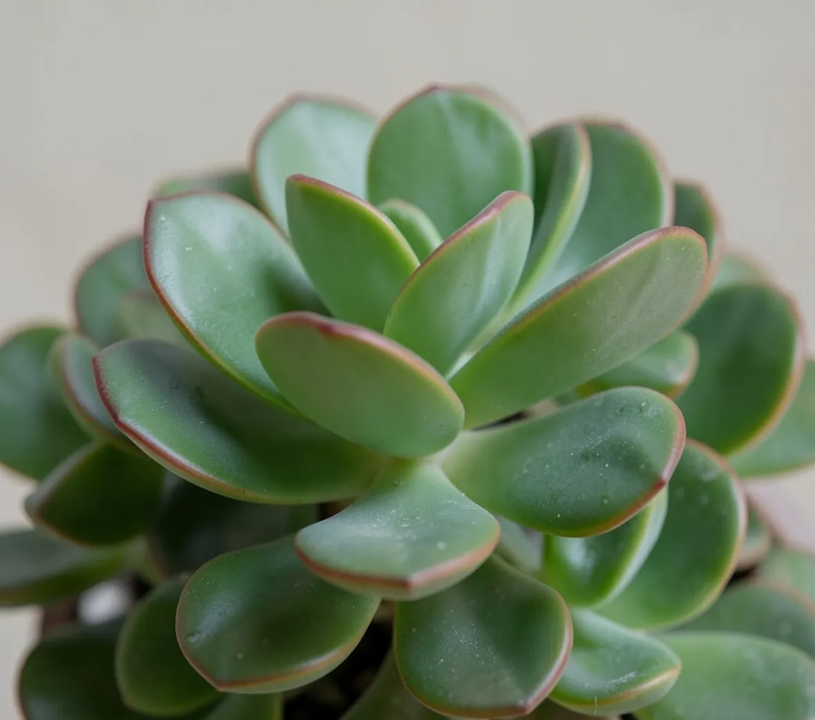 Crassula