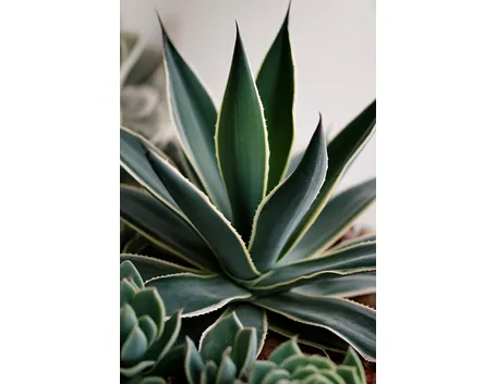 Agave