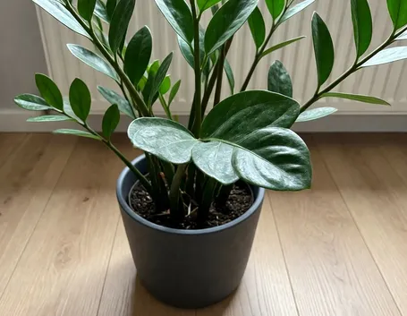 Zamioculcas