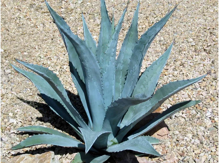 Agave