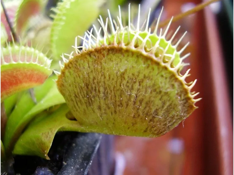 Dionaea muscipula