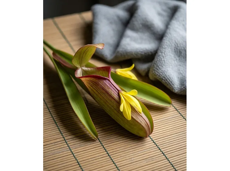 Sarracenia