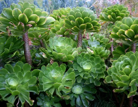 Aeonium undulatum