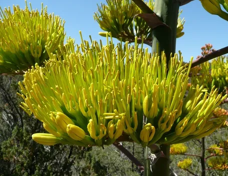 Agave fiorita