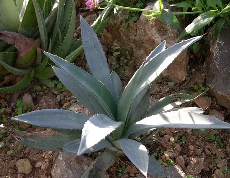 Agave sisalana