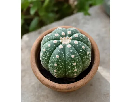 astrophytum ibrido